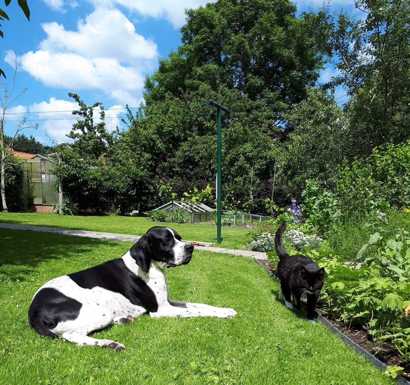 Een pointer ligt in het gras terwijl een zwarte kat voorbij wandelt
