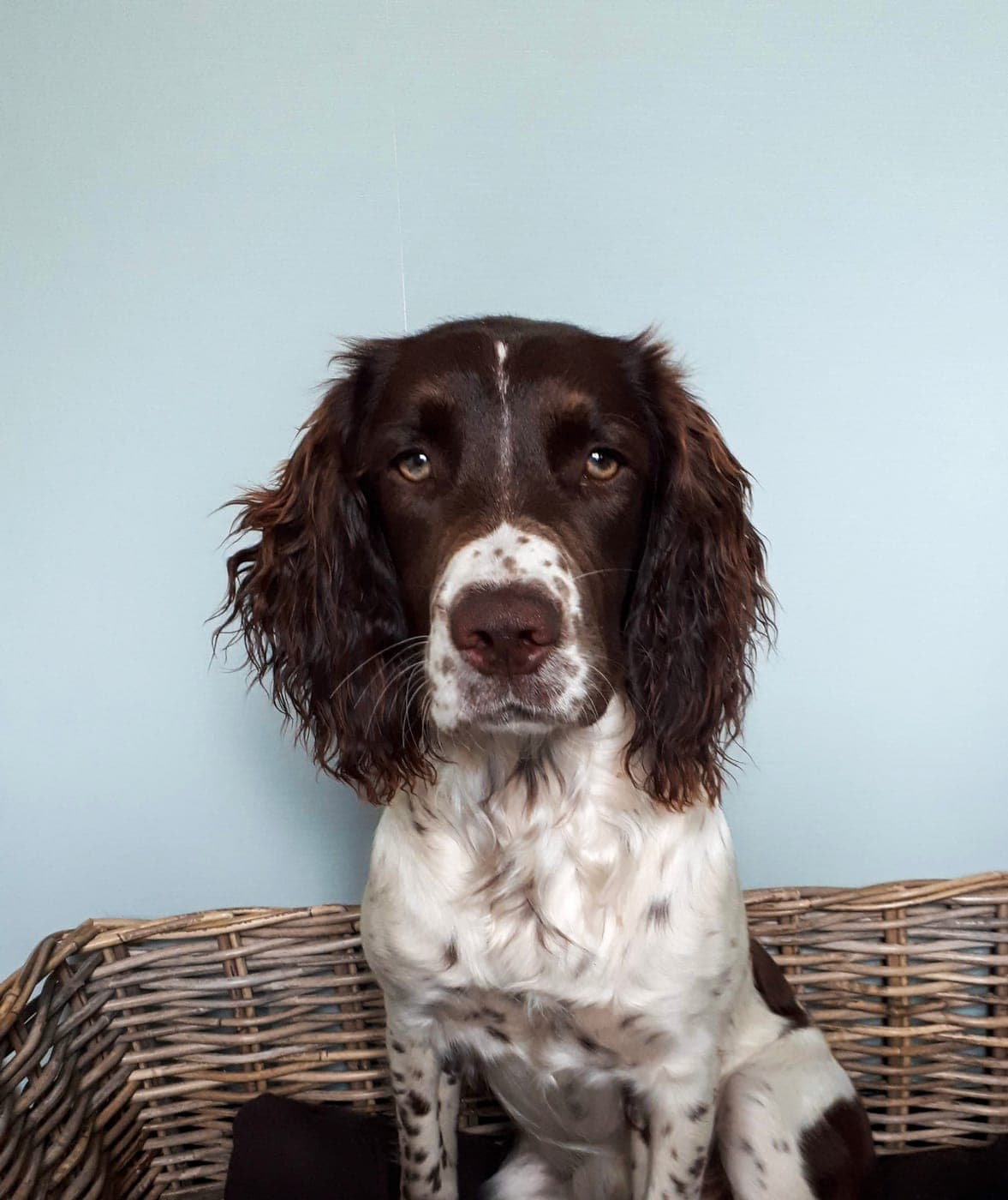 Een springer spaniël zit rechtop in een rieten mand en kijkt in de camera