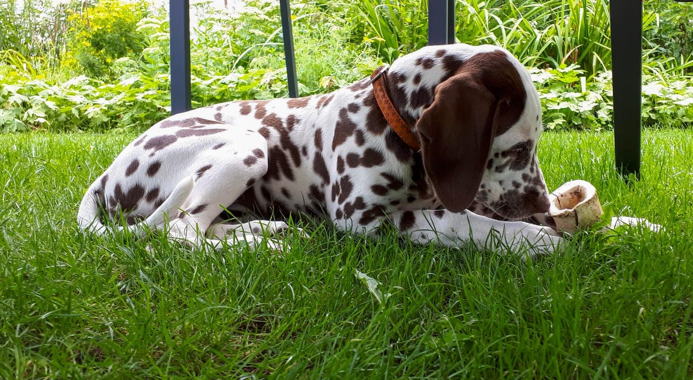Een gevlekte pup knaagt tevreden op een been in het gras