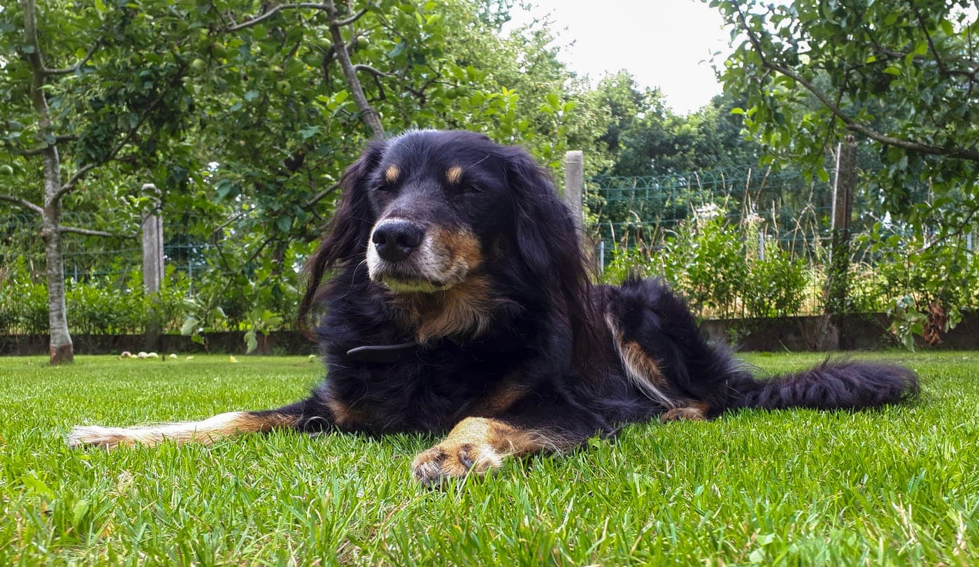 Een oudere zwart-bruine hond ligt rustig in het gras onder de fruitbomen