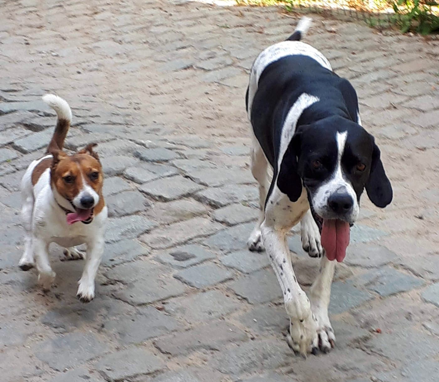Een jack russell en een pointer draven samen over de kasseien