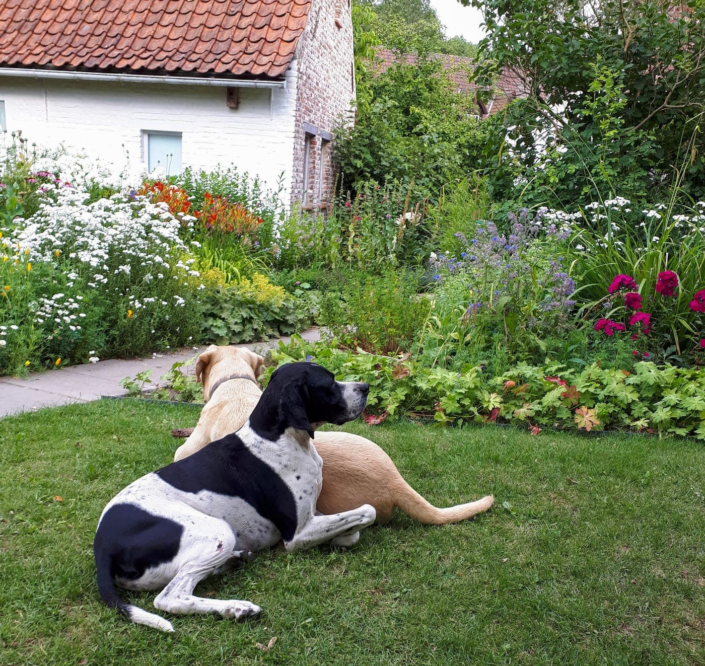 Een pointer en een labrador liggen samen in het gras voor een bloeiende tuin