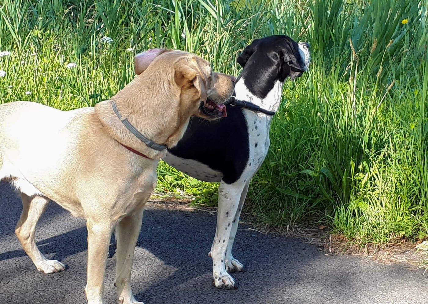 Een labrador en een pointer maken kennis op een wandelpad